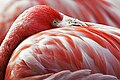 Image 35The red pigment in a flamingo's plumage comes from its diet of shrimps, which get it from microscopic algae. (from Animal coloration)