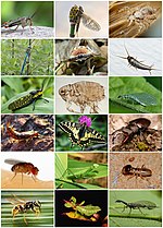 Thumbnail for Entomology