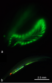 Green Fluorescence in Lancelets