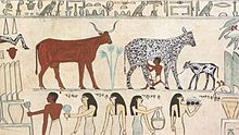 La mungitura del bestiame nell'antico Egitto