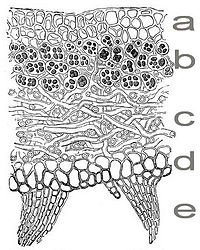 Doorsnede van een heteromeer thallus: a. bovencortex; b. algenlaag (fotobiontzone); c. merg; d. ondercortex; e. aanhangsels