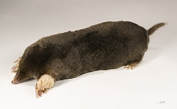 The color taupe takes its name from the French word for the European Mole