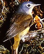 Nashville warbler