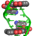 Doxorubicin intercalating DNA (from crystal structure)