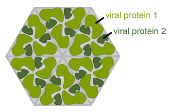 Diagram showing the arrangement of capsid proteins in an icosahedral virus with hexagonal symmetry
