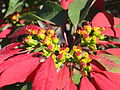 ポインセチアの苞は、花粉を媒介する虫をおびき寄せるために赤く変色し、期間が過ぎると緑となる[145]。