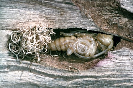 Pupa within its pupal chamber with frass.