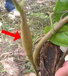 Cacao ("Theobroma cacao") showing swollen shoot diseased stem
