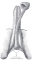 Középen a pénisz szivacsos teste, kétoldalt a két barlangos test (Gray's Anatomy)