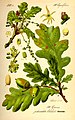 English Oak - from Thomé, Flora von Deutschland, Österreich und der Schweiz 1885.