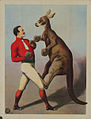 Kangaroo Boxing poster (1890s #964)