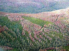 Fotografie velké plochy lesa. Zelené stromy jsou vystřídány velkými plochami poškozených nebo odumřelých stromů, které se zbarvují do fialově hnědé a světle červené barvy.
