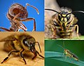 Thumbnail for Hymenoptera