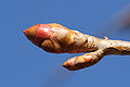 Image 25Dormant Magnolia bud (from Tree)