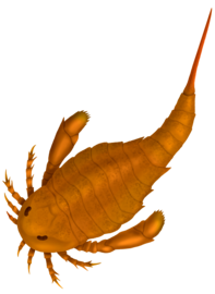 Adelophthalmus was the only genus of eurypterine eurypterid that survived past the Devonian