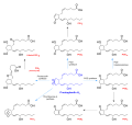 Schematic diagram of prostanoid synthesis
