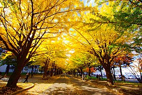 北海道大学の銀杏並木