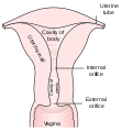 Parte superiore della vagina e utero.