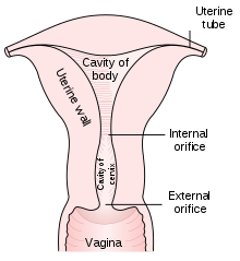 Diagram of the uterus and part of the vagina.