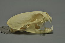 Lebka vydry skvrnité orientovaná napravo s otevřenými čelistmi