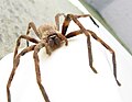 Thumbnail for Huntsman spider