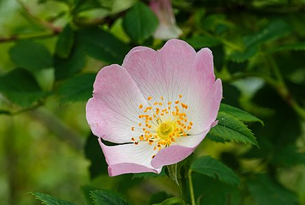 Rosa pimpinellifolia (Burnet Rose)