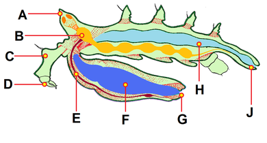 ウミグモ類の神経系（黄、B）