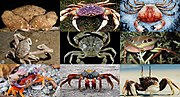 Thumbnail for Crab
