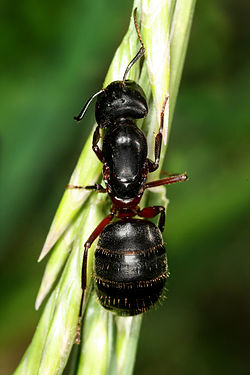 En myra av arten hushästmyra