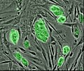 Peles cilmes šūnas, kuras iekrāsotas ar fluorescences marķieri