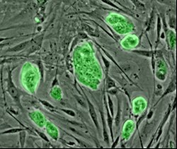 Embryonální kmenové buňky myší