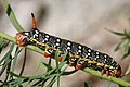 Caterpillar (nom)