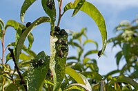 Adult Japanese beetles feeding on peach tree