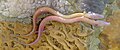 Image 13The olm's blood makes it appear pink. (from Animal coloration)