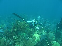 Measuring the size of gorgonians along a transect in a coral reef of Bermuda.