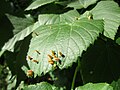 Pouch leaf galls on a wych elm (aphid Tetraneura ulmi), Germany