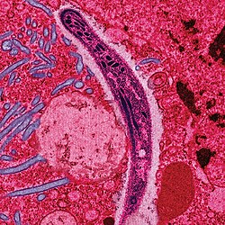 صورة مجهرية الكترونية ملونة بألوان وهمية تظهر هجرة الحيوان البوغي للملاريا خلال ظهارة المعي المتوسط.