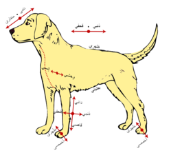 الاتجاهات التشريحية، تطبيق على كلب كمثال على حيوان من الثدييات من الفقاريات رباعية الأرجل.