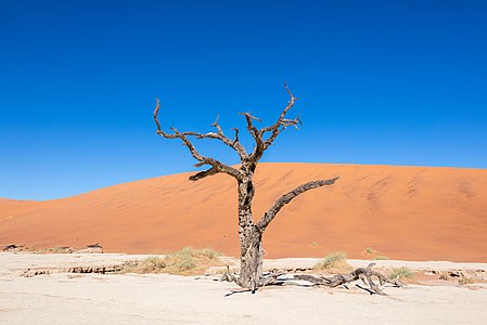Dead Vlei, Sossusvlei, Namibia, 2018-08-06, DD 086