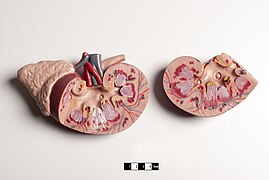 Modelo didáctico de un riñón de mamífero y glándula suprarrenal.