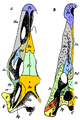Diagram of the skulls of a Monitor lizard and a Crocodile with homologous bones coloured the same colours. Modified from Gegenbaur, Carl Grundzüge der vergleichenden Anatomie. 2. umgearb. Auflage. Mit 319 Holzschnitten. Leipzig, Verl. von Wilhelm Engelmann, 1870. 892 pp. fig. 202. p. 651. A. Varanus. B. Crocodilus. Os — Occipitale superius. C — Condylus occipitalis. Pa — Parietale. Pf — Postrforntale. Fr — Frontale. Pfr — Praefrontale. L — Lacrymale. N — Nasale. Sq — Squamosum. Qj — Quadratojugale. Ju — Jugale. Q — Quadratum. Mx — Maxillare. Px — Praemaxillare. co — Columella.