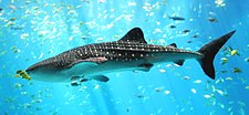 The giant whale shark, another resident of the ocean epipelagic zone, filter feeds on plankton, and periodically dives deep into the mesopelagic zone.