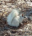 Mostly white, but not albino, Eastern Gray Squirrel, Leon Co. FL, 2003.
