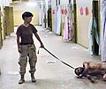 Image 46One of the photographs of the Abu Ghraib prison torture scandal: a naked prisoner being forced to crawl and bark like a dog on a leash. (from Nudity)