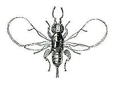 Blastophaga psenes female