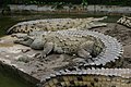 Orinoco crocodile, Crocodylus intermedius