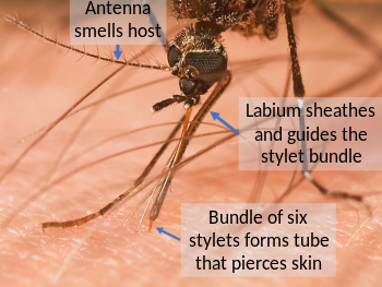 Mouthparts of a female mosquito while feeding on blood, showing the flexible labium sheath supporting the piercing and sucking tube which penetrates the host's skin