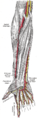 Arterias radial y cubital.