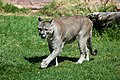 Deutsch: Pumas Puma (cat.)