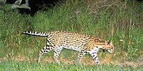 Ocelot (Leopardus pardalis) with tracking caller, Laguna Atascosa National Wildlife Refuge, Cameron Co. Texas.